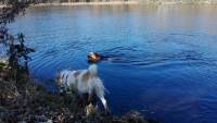 Hundeschwimmen h&auml;lt fit und ist gut f&uuml;r die Gelenke